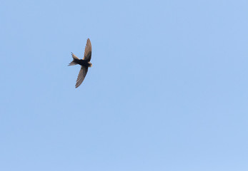 Adult White-rumped Swift (Apus caffer) in flight in central Spain during summer time. Seen from below.