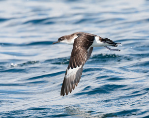 Fototapeta na wymiar Manx Shearwater (Puffinus puffinus) in flight over the Atlantic ocean off Cornwall in England during late summer. Banking away after take off.