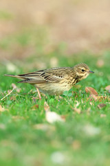Fototapeta premium Adult Tree Pipit (Anthus trivialis) during spring migration in Eilat, Israel.