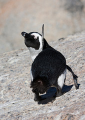 Jackass Penguin (Spheniscus demersus) on Boulder?s beach in Simon?s town in South Africa. 
