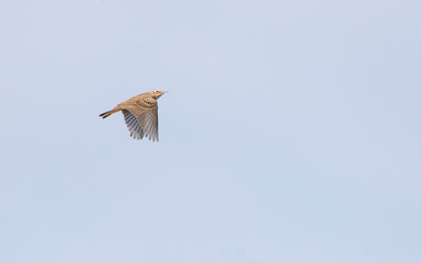 Tawny Pipit (Anthus campestris) during autumn migration in Cape Kaliakra, along the Bulgarian Black sea coast.