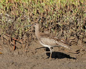 Eurasian Whimbrel (Numenius phaeopus) wintering in the mangroves of the Gambia.