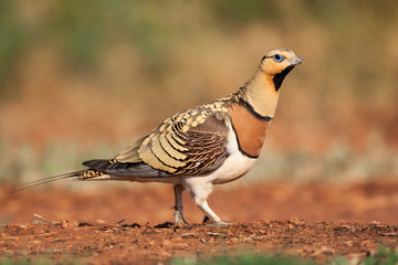 Male Pin-tailed Sandgrouse (Pterocles alchata) walking to a drinking pool in the steppes of Belchite in Spain.