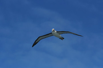 Atlantic Yellow-nosed Albatross (thalassarche chlororhynchos) on the Southern Atlantic Ocean. Hanging in the air behind a boat.