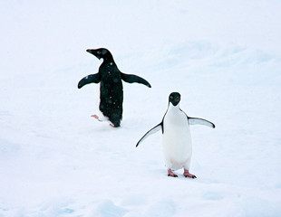 Two Adelie Penguins (Pygoscelis adeliae) standing in the snow in Antarctica on an iceberg.