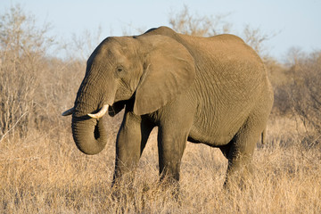 Fototapeta na wymiar African Elephant (Loxodonta africana) in the Kruger national park, South Africa.