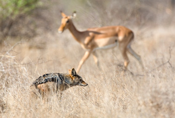 Black-backed Jackal (Canis mesomelas) during the dry season in the Kruger National Park in South Africa. Making toilet with Impala in the background.