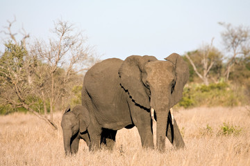 Fototapeta na wymiar African Elephant (Loxodonta africana) cow and her young calf in the Kruger national park, South Africa.