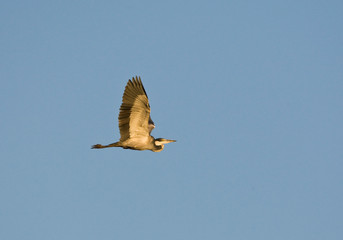  Black-headed Heron, Ardea melanocephala, in flight
