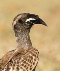 Closeup of an African Grey Hornbill (Tockus nasutus) standing on a grassfield in a safari camp in Kruger National Park in South Africa. With brown dry grass as a background.