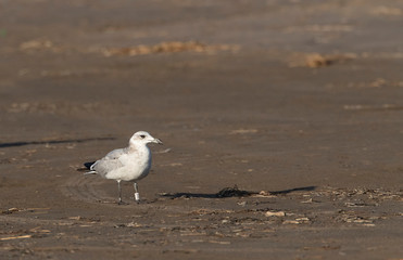 Immature Audouin's Gull (Ichthyaetus audouinii) at the Ebro delta, Spain. Standing on the beach.