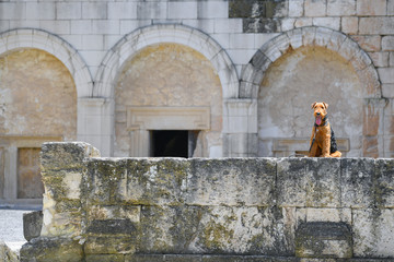 Airedale Terrier dog on the excavations of the ancient city