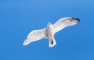 Adult Audouin's Gull (Ichthyaetus audouinii) at Calella in Spain during autumn. In flight, seen from below. Flying against a blue sky as a background.