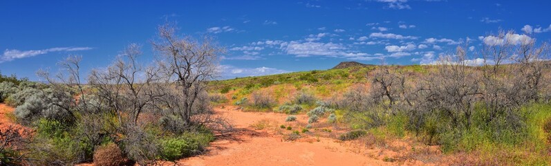 Views of Red Mountain Wilderness and Snow Canyon State Park from the  Millcreek Trail and Washington Hollow by St George, Utah in Spring bloom in desert. United States.