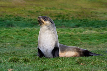 Obraz premium Young Antarctic Fur Seal (Arctocephalus gazella) resting on land on the island South Georgia in the southern Atlantic Ocean.