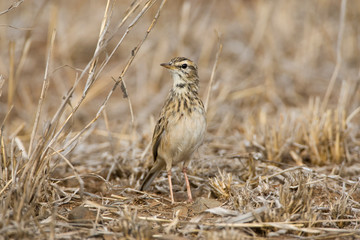 African Pipit (Anthus cinnamomeus) standing on the ground during the dry season in the Kruger National Park in South Africa.