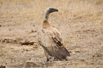 Critically Endangered African White-backed Vulture (Gyps africanus) in Kruger National Park in South Africa. Standing on the ground.