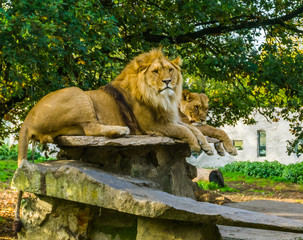 Lion Family Sleeping Together In A Hut Vulnerable Animals