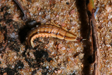 Firefly larva photographed in Guarapari, Espirito Santo - Southeast of Brazil. Atlantic Forest Biome. 