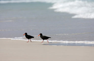Two adult African Black Oystercatchers (Haematopus moquini) standing on a South African sandy beach near Cape Town.