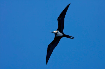Immature Ascension Frigatebird (Fregata aquila) in flight over Ascension island in the center of the Atlantic ocean on the equator 