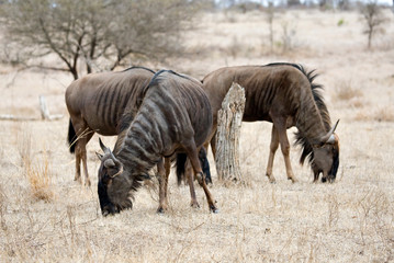 Obraz na płótnie Canvas Blue Wildebeest (Connochaetes taurinus) grazing in Kruger national park in South Africa