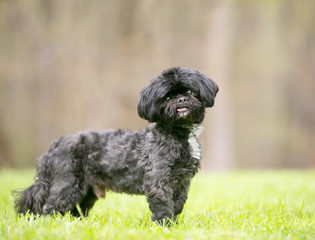 A black Shih Tzu mixed breed dog standing outdoors