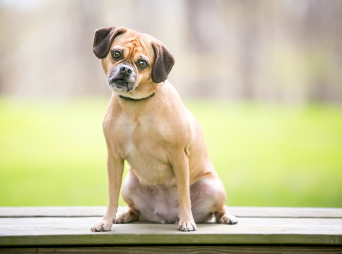 Puggle puppy pictures outlet