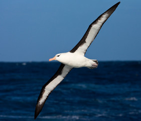 Black-browed Albatross (Thalassarche melanophrys) in flight over the southern atlantic oceans near...