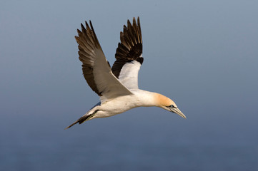 Fototapeta na wymiar Cape Gannet, Morus capensis, in flight