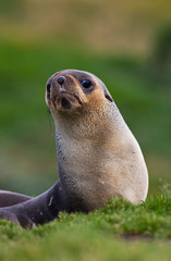 Obraz premium Young Antarctic Fur Seal (Arctocephalus gazella) resting on land on the island South Georgia in the southern Atlantic Ocean.