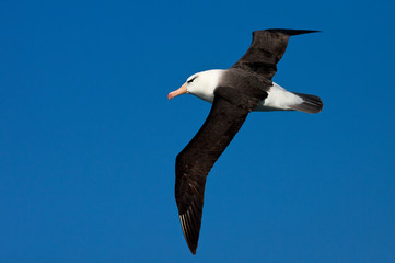 Black-browed Albatross (Thalassarche melanophrys) in flight over the southern atlantic oceans near Antarctica.