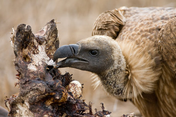 Portrait of a Critically Endangered African White-backed Vulture (Gyps africanus) at a Lion kill in Kruger National Park in South Africa.