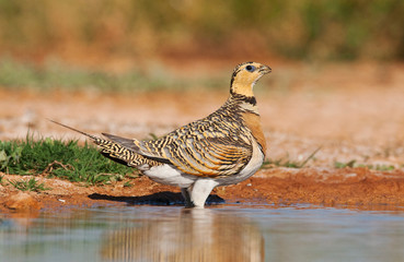 Female Pin-tailed Sandgrouse (Pterocles alchata) at a drinking pool in the steppes of Belchite in Spain.