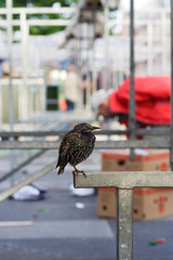 Common Starling (Sturnus vulgaris) on the Albert Cuyp market in the center of Amsterdam, the capital of the Netherlands