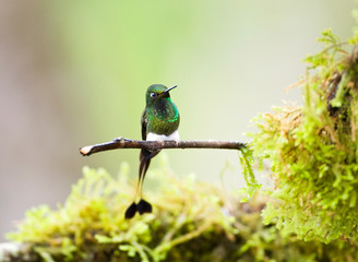 Booted Racket-tail (Ocreatus underwoodii) perched on a twig near Mindo in Ecuador.