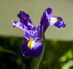blue iris wiyh drops at garden