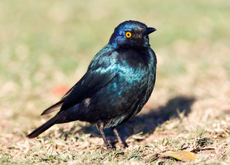 Fototapeta premium Greater Blue-eared Starling (Lamprotornis chalybaeus) in Kruger National park in South Africa. Standing on the lawn in a Kruger NP camp site.
