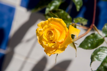 yellow natural rose on colored tiles  at garden