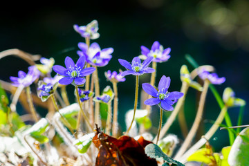 blooming in the spring forest liverwort or Hepatica nobilis