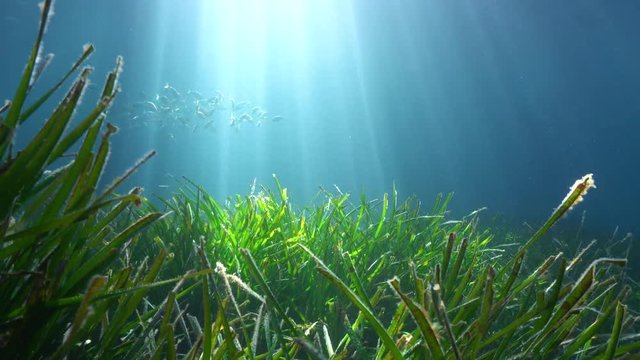 Seagrass underwater with natural sunlight and fish in background, Mediterranean sea, France