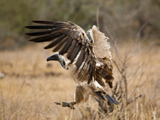 Critically Endangered African White-backed Vulture (Gyps africanus) in Kruger National Park in South Africa.