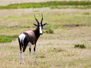 Naklejka na ściany i meble Bontebok (Damaliscus pygargus) in game park in South Africa. Looking over its shoulder