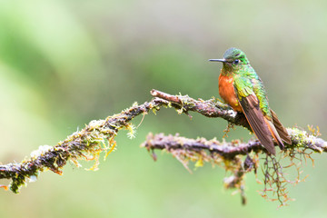 Chestnut-breasted Coronet (Boissonneaua matthewsii) perched on a twig in the Andean cloudforest of Ecuador. 