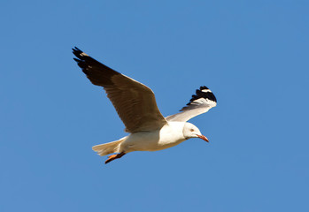 Grey-headed Gull (Chroicocephalus cirrocephalus) in flight in South Africa against a blue sky as a background.