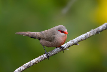 Adult Common Waxbill (Estrilda astrild) perched on a branch in garden of South Africa. Along the coast with green natural background.