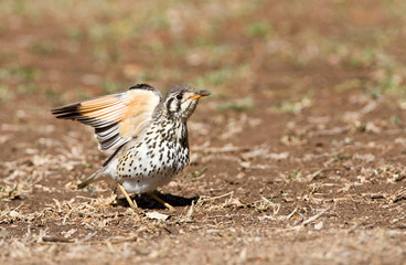 Groundscraper Thrush (Psophocichla litsitsirupa) standing on the ground in a safari camp in Kruger National Park in South Africa. Stretching wings.