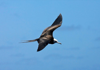 Immature Ascension Frigatebird (Fregata aquila) in flight over Ascension island in the center of the Atlantic ocean on the equator. Seen from above, showing upper wings.