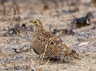 Female Double-banded Sandgrouse (Pterocles bicinctus) sitting on sandy ground in Kruger National park in South Africa.