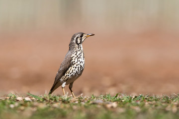 Groundscraper Thrush (Psophocichla litsitsirupa) standing on the ground in a safari camp in Kruger National Park in South Africa.
